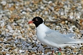 mediterranean gulls, gull-02